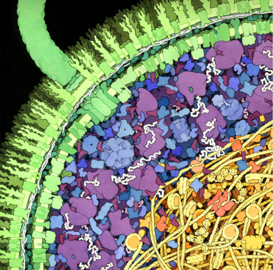 Illustration of cross-section of a small portion of an Escherichia coli cell